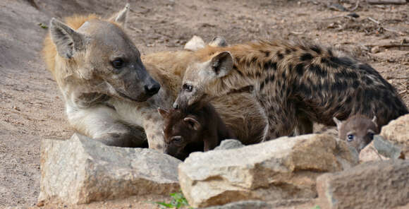 Image of Spotted Hyaenas