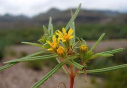 Image of chinchweed