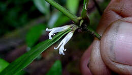 Herpetacanthus resmi