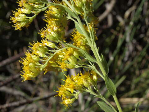 Image of California goldenrod