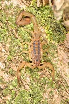 Image of Centruroides limpidus (Karsch 1879)