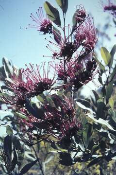 Image of Grevillea decora subsp. decora