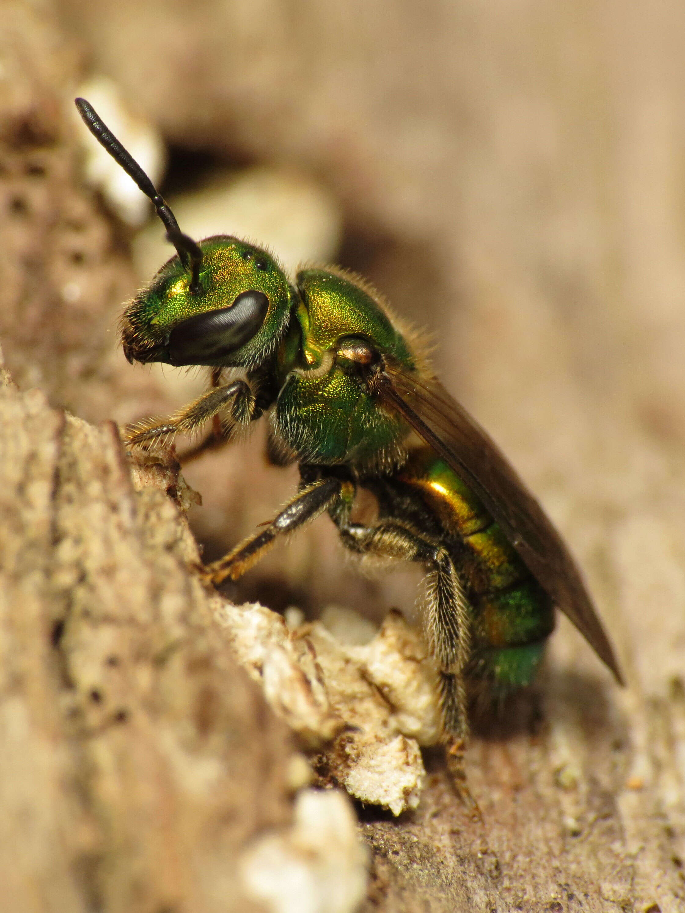 Image of Pure Green Augochlora