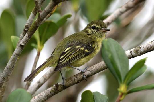 Image of Restinga Tyrannulet