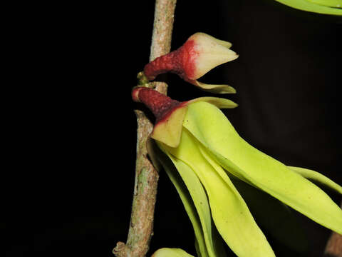 Image of Desmopsis verrucipes Chatrou, G. E. Schatz & N. Zamora