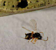 Image of Parasitoid wasp