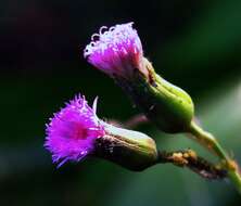 Image of lilac tasselflower