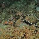 Wunderpus photogenicus Hochberg, Norman & Finn 2006 resmi