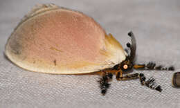 Image of tropical slug caterpillar moths