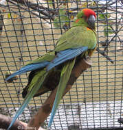 Image of Red-fronted Macaw