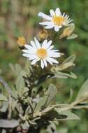 Image of Dusty Daisy Bush