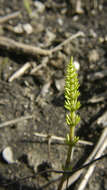 Image of field horsetail