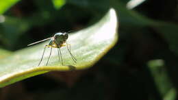 Image of Dolichopodidae