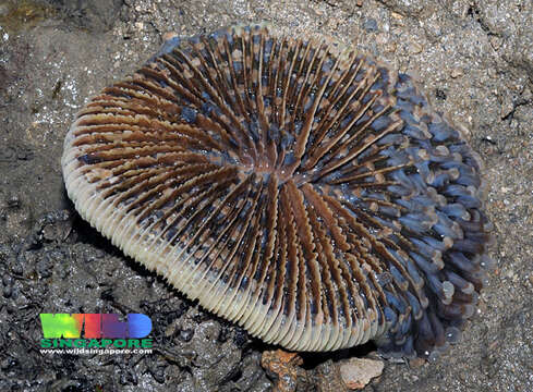 Image of stony corals