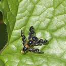 Image of Celery Fly