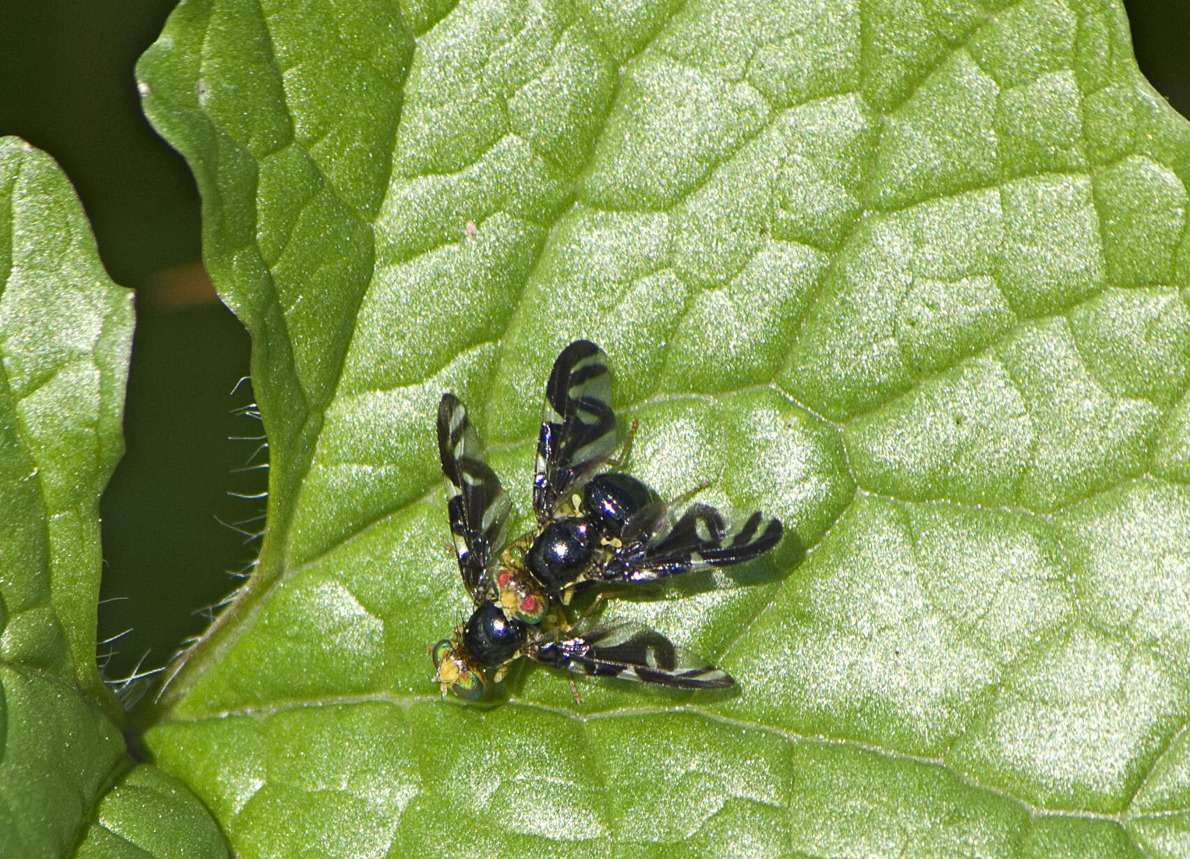 Image of Celery Fly