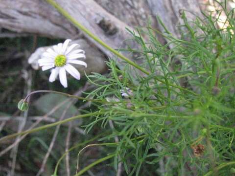 Image of Brachyscome multifida DC.