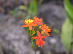 Plancia ëd Epidendrum radicans Pav. ex Lindl.