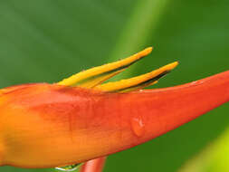 صورة Heliconia latispatha Benth.