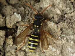 Image of Nomada goodeniana (Kirby 1802)