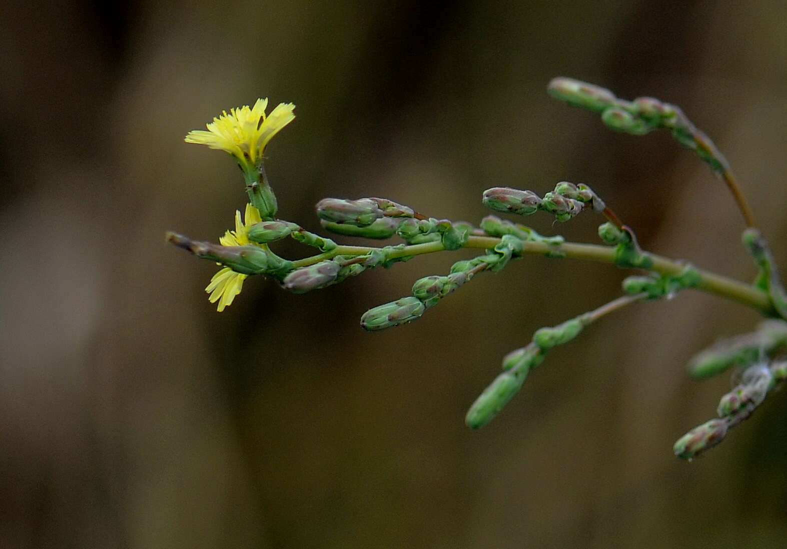 Image of prickly lettuce