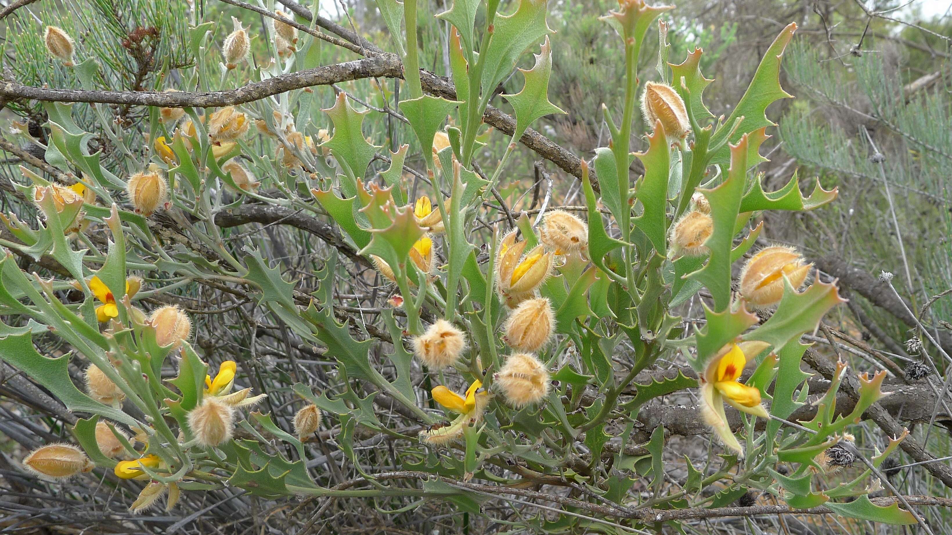 Image of Jacksonia floribunda Endl.