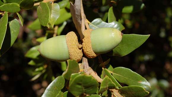 Image de Quercus chrysolepis Liebm.