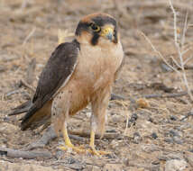 Image of Lanner Falcon