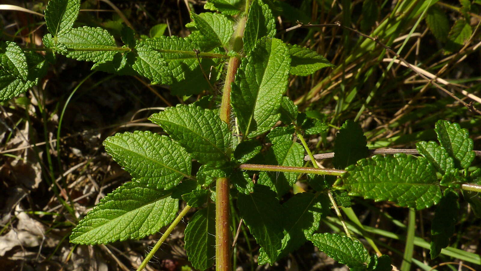 Imagem de Hypenia salzmannii (Benth.) Harley