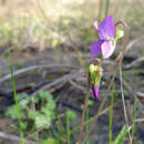 Sivun Viola betonicifolia Smith kuva