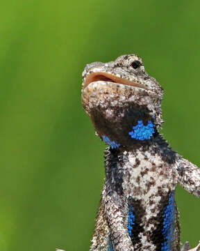 Image of Eastern Fence Lizard