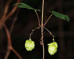 Image of common hop