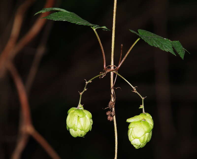 Image of hop