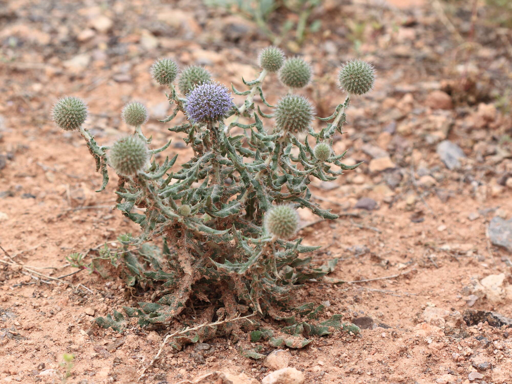 Image of Echinops nanus Bunge