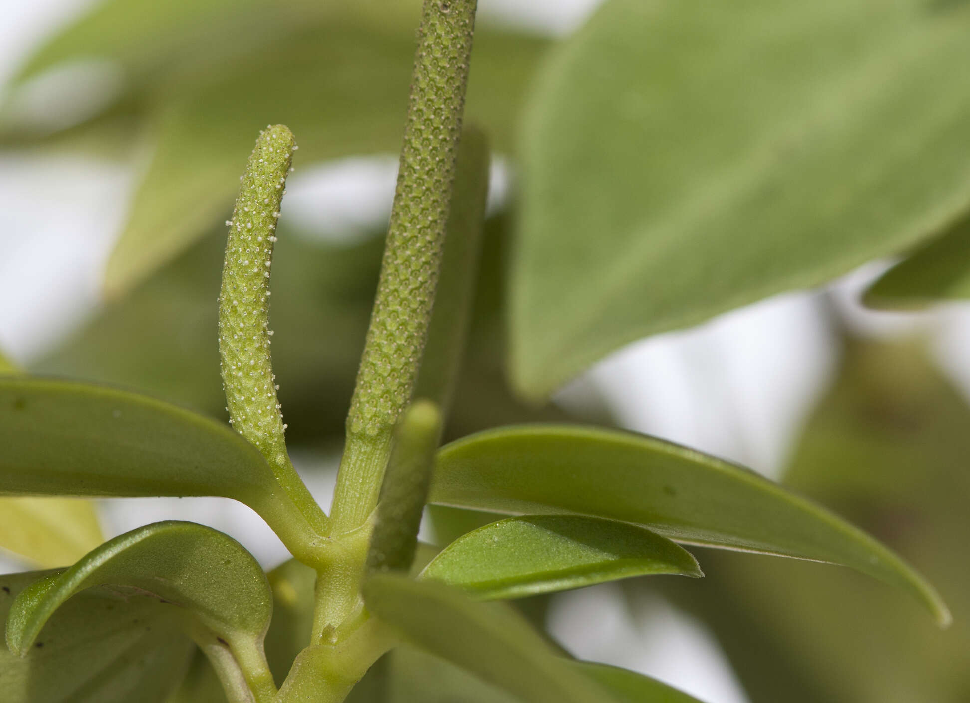 Image of Peperomia