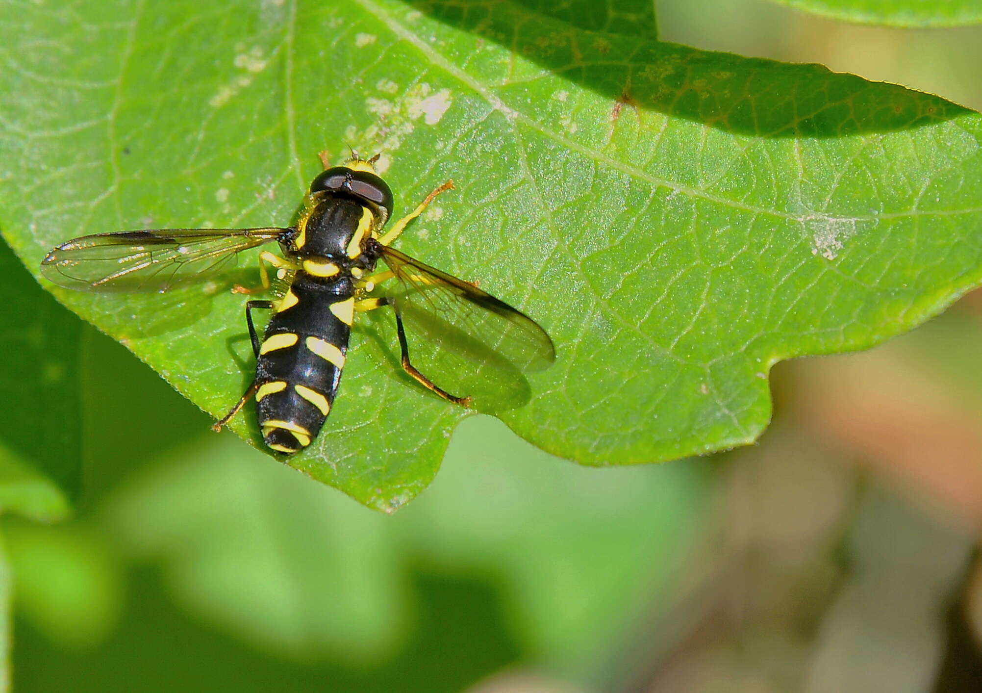 Image of Xanthogramma pedissequum (Harris 1776)