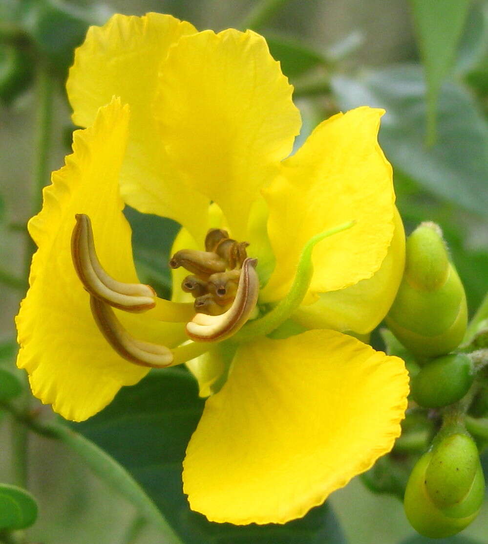 Image of Eared senna