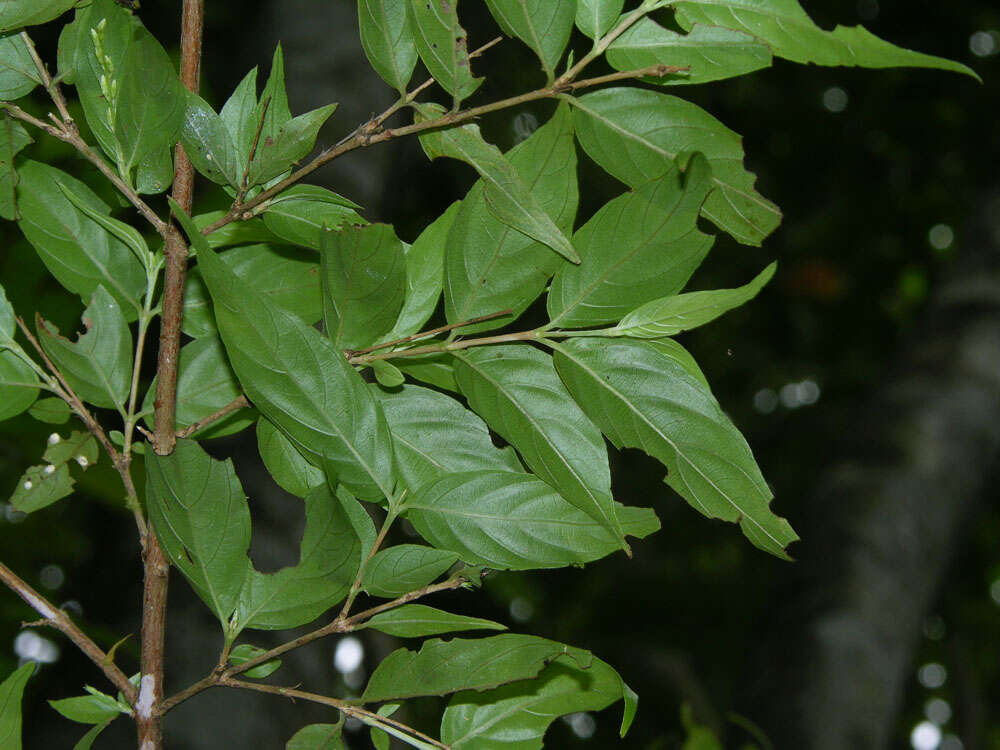 Image of Gonzalagunia osaensis C. M. Taylor