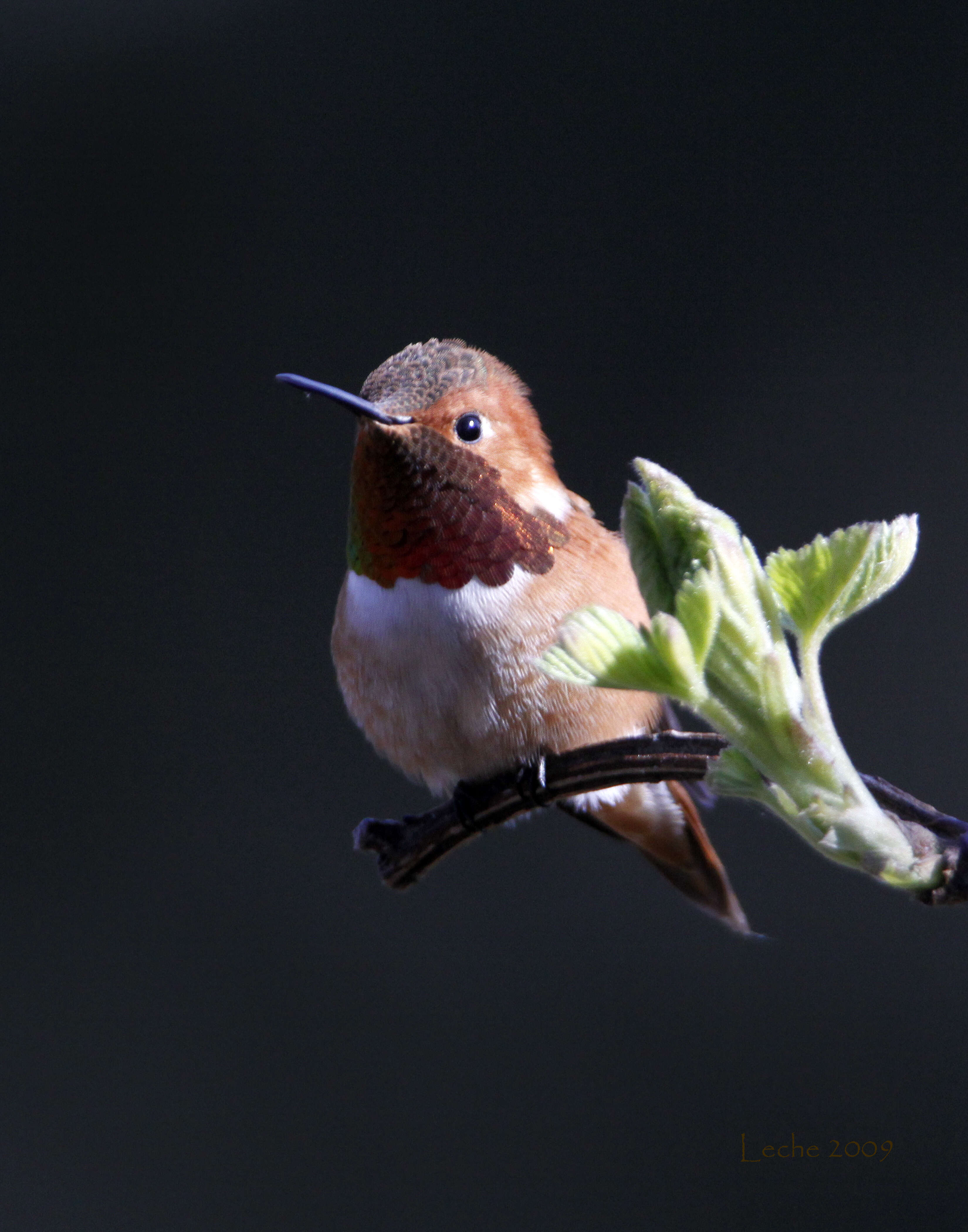 Image de Colibri roux