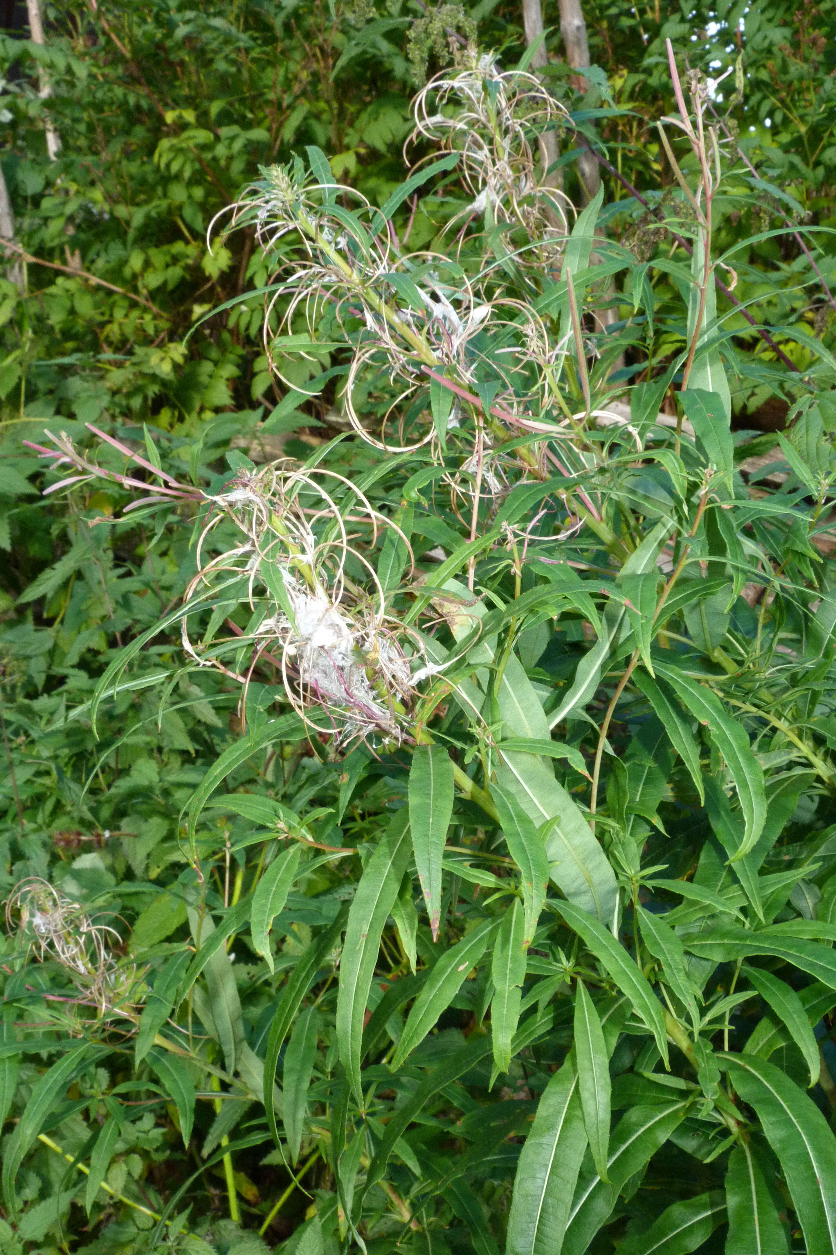 Image of rosebay willowherb