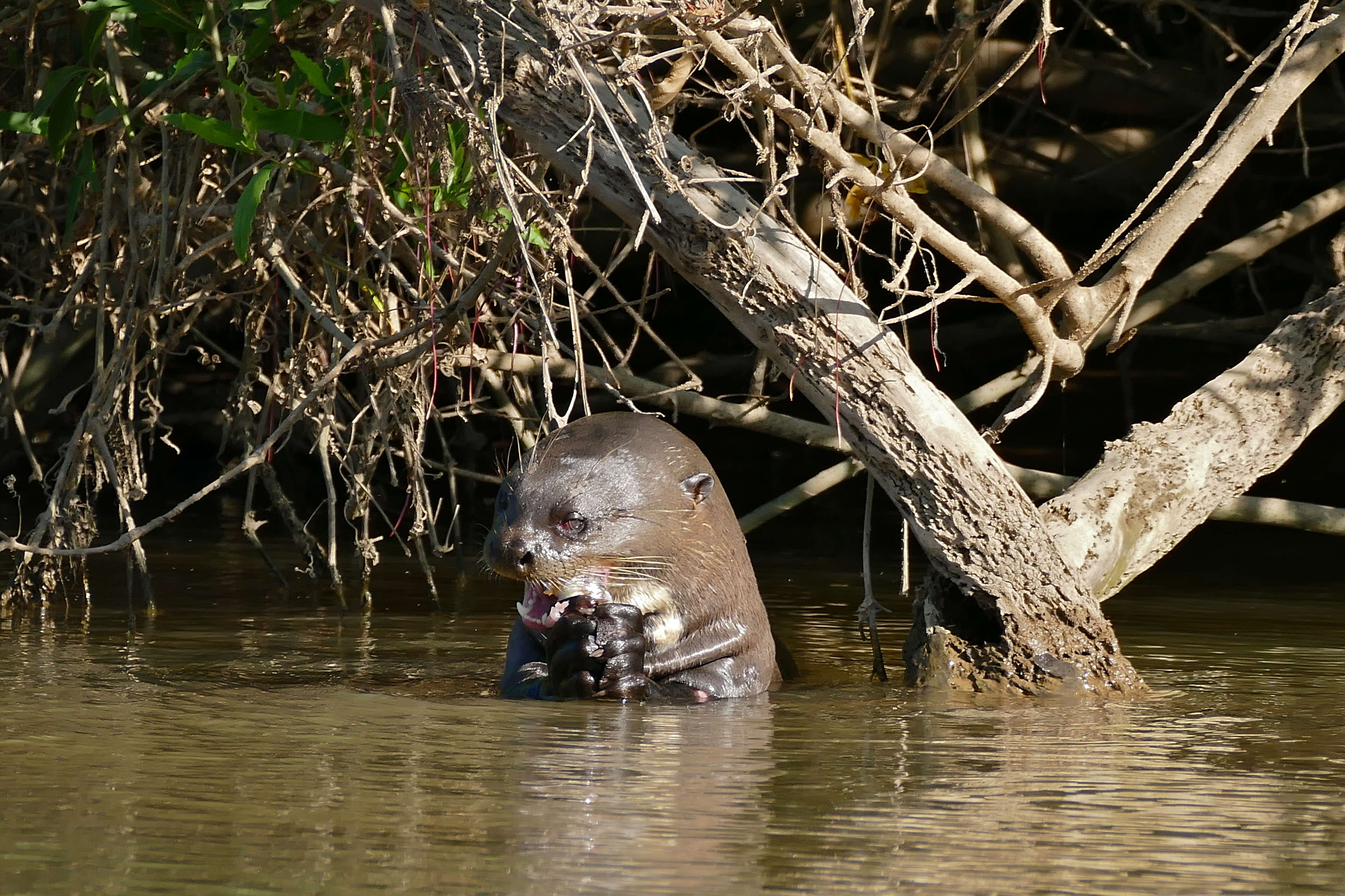 Image of giant otter