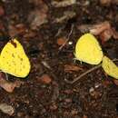 Imagem de Eurema hapale (Mabille 1882)