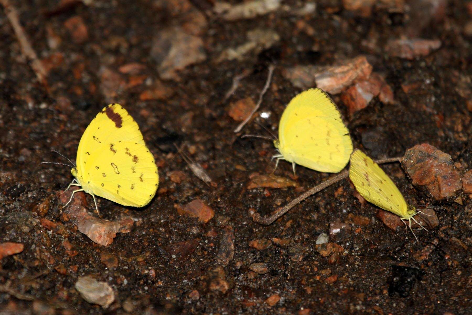 Imagem de Eurema hapale (Mabille 1882)