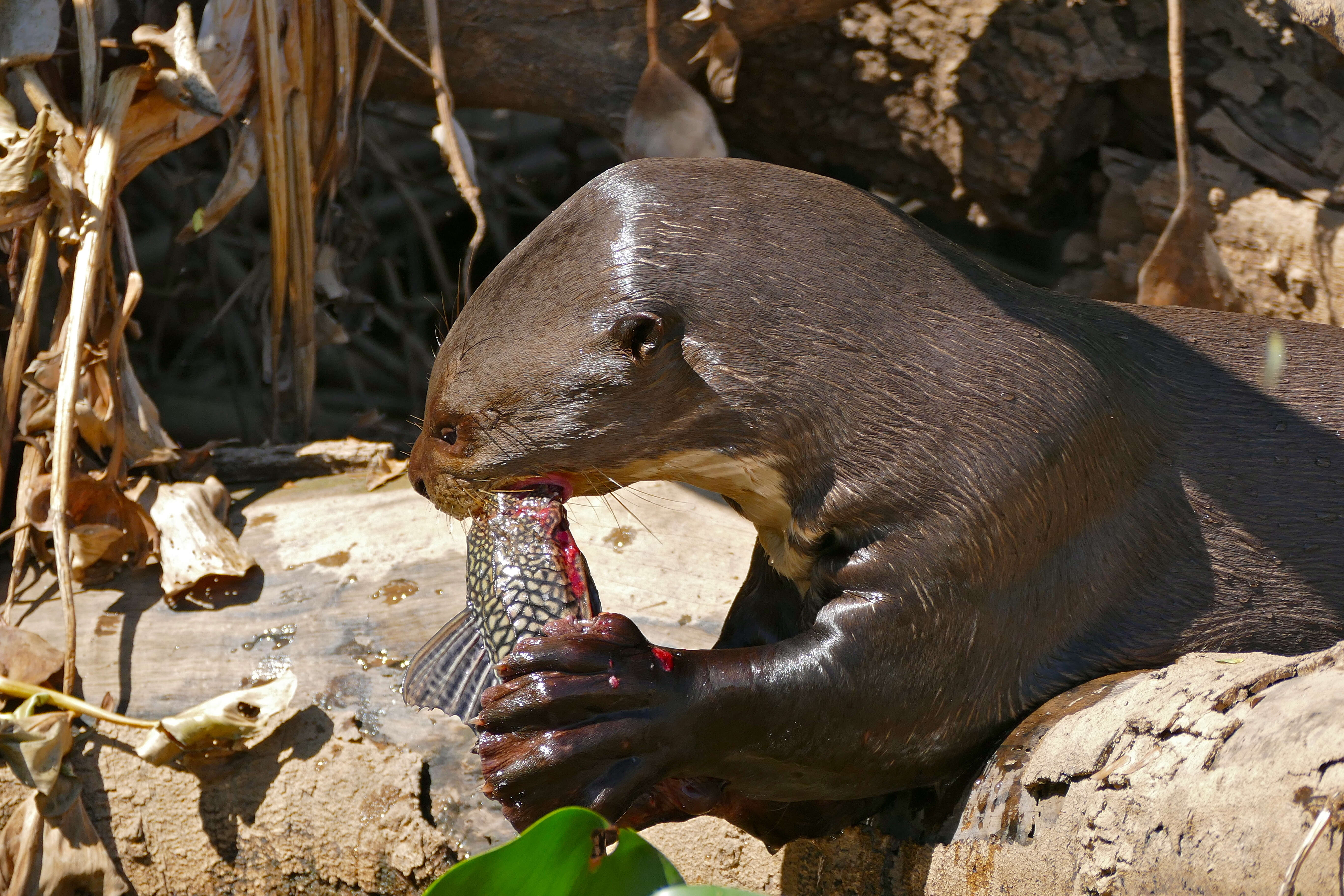 Image of giant otter