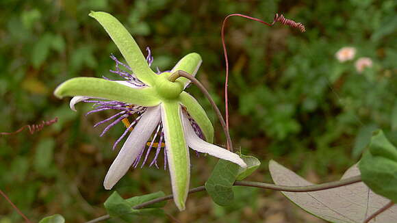 Sivun Passiflora watsoniana Mast. kuva