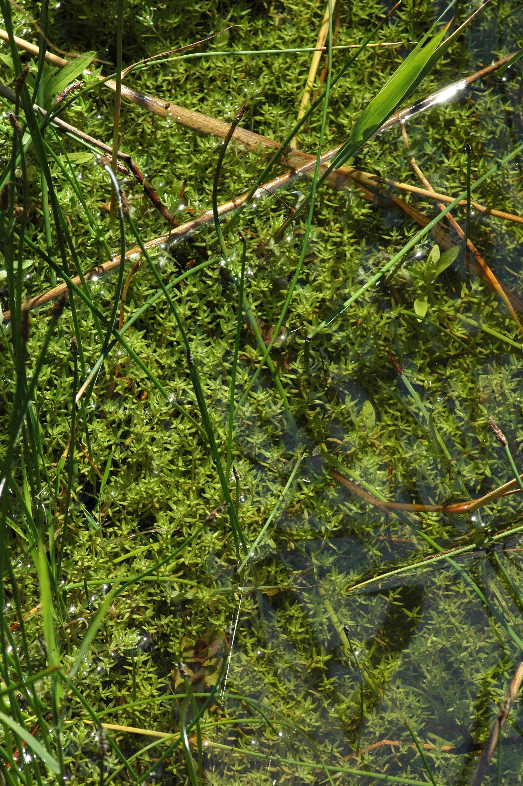 Image of new zealand pigmyweed