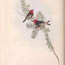 Слика од Myzomela erythrocephala Gould 1840