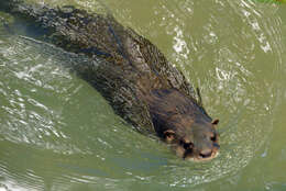 Image of giant otter