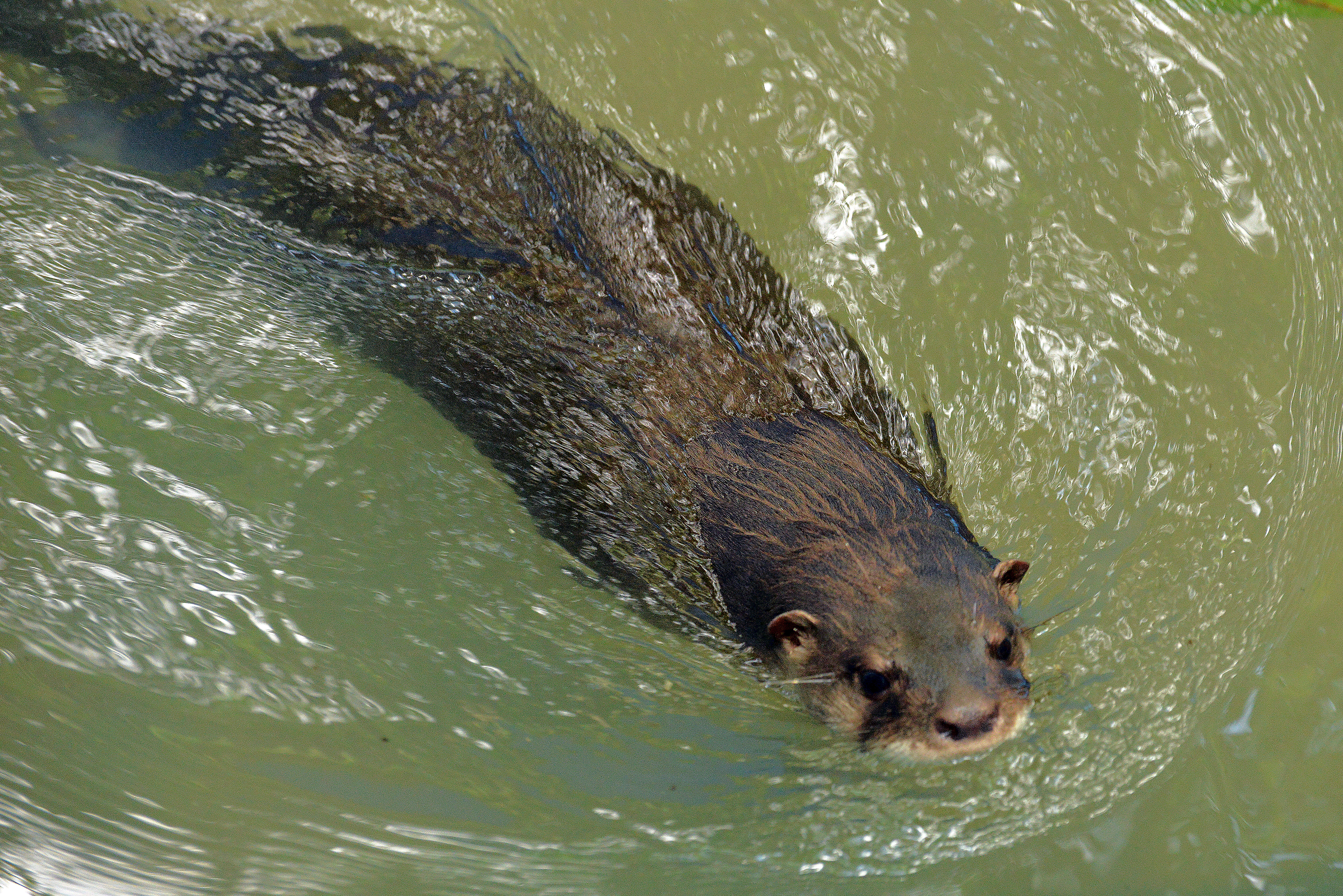 Image of giant otter