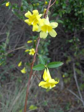 Image of trumpetflower